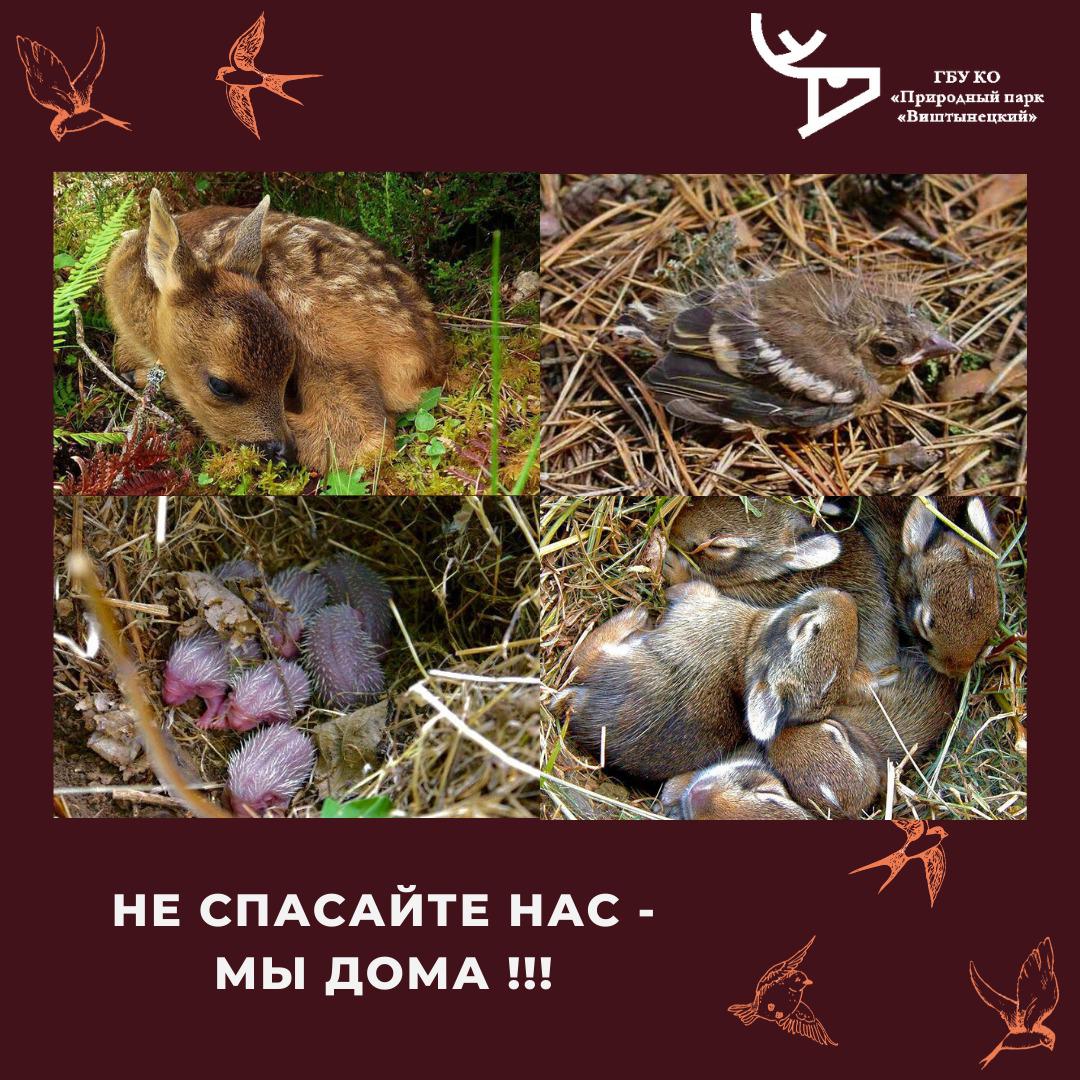 Не спасайте нас, мы дома!